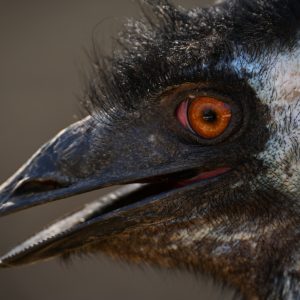 Emu